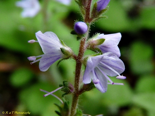 {Veronica officinalis}